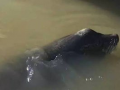海狮视频,海洋萌宝的趣味瞬间