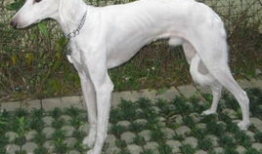 细狗视频,揭秘网络红人背后的故事