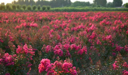 花海视频,一场视觉盛宴的浪漫之旅