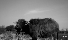 牛牛的视频,趣味横生的日常瞬间，带你领略萌宠魅力