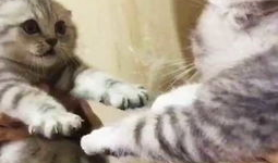 猫的视频,跟随猫咪视频，领略萌态百出