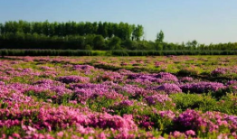 花海视频,一场视觉盛宴的浪漫之旅