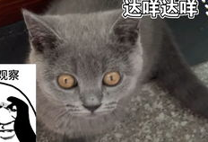蓝猫视频,探索奇幻世界，畅游知识海洋