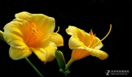 忘忧草视频,穿越时光的治愈之旅