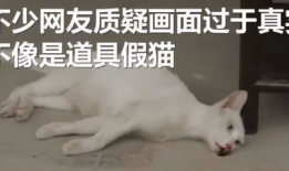 杀猫视频,杀猫视频引发的伦理反思