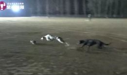 细狗视频,揭秘网络红人背后的故事